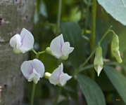 Aspen Pea 9255